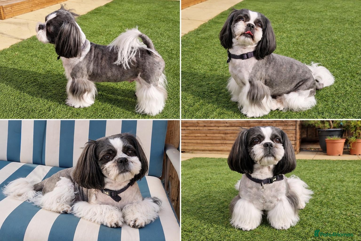 Shih Tzu dogs KC Registered Proven Shih Tzu Stud MAX - Advert 3