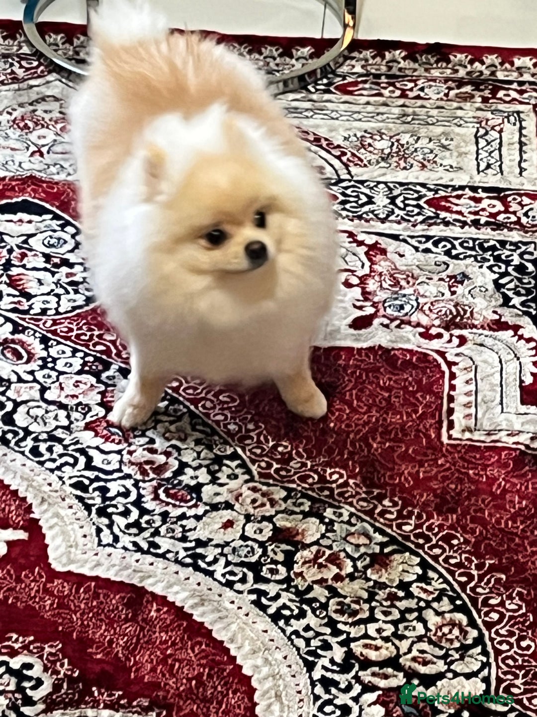Pomeranian dogs for sale: 8 month old cute Pomeranian boy - Advert 4
