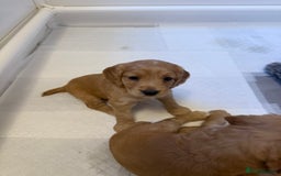 Cocker Spaniel dogs for sale: Working KC Registered Cocker Spaniel Puppies - Image 8