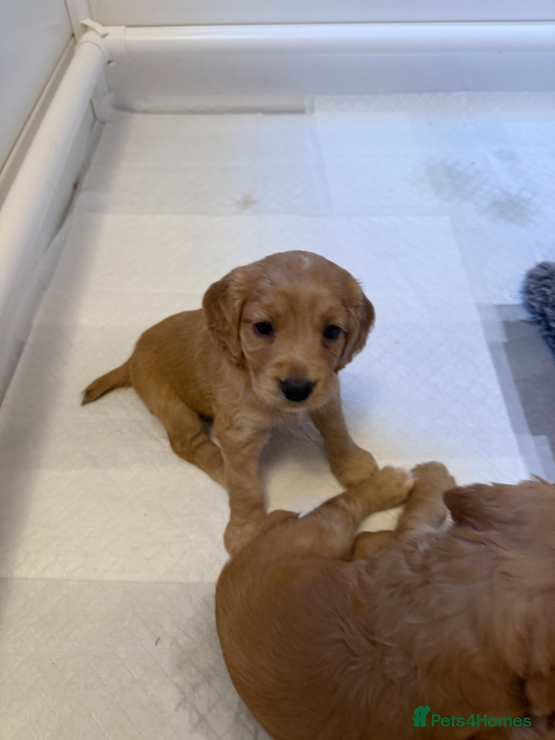 Cocker Spaniel dogs for sale: Working KC Registered Cocker Spaniel Puppies - Image 8