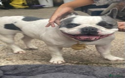 French Bulldog dogs for sale: French Bulldog  - Image 1
