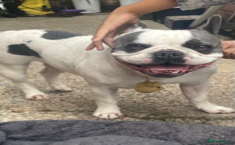 French Bulldog dogs - Advert 12