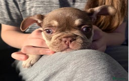 French Bulldog dogs for sale: 5 beautiful female French bulldogs for sale - Image 3