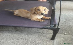 Miniature Dachshund dogs for sale: Stunning shaded cream girl  - Image 2