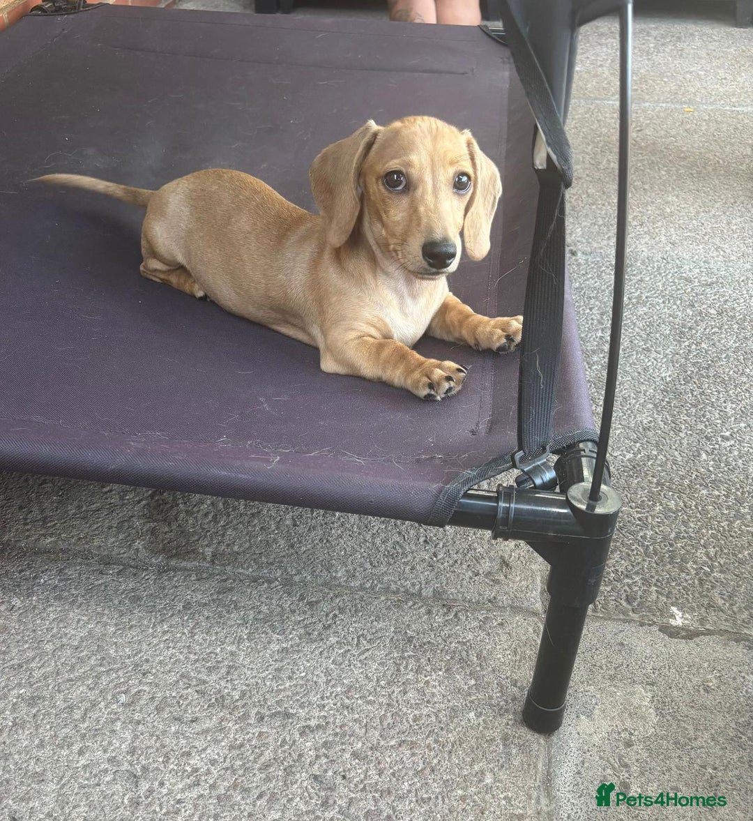 Miniature Dachshund dogs for sale: Stunning shaded cream girl  - Image 2