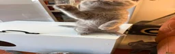 British Shorthair cats for sale: Ready to leave pedigree BSH kittens - Advert 11