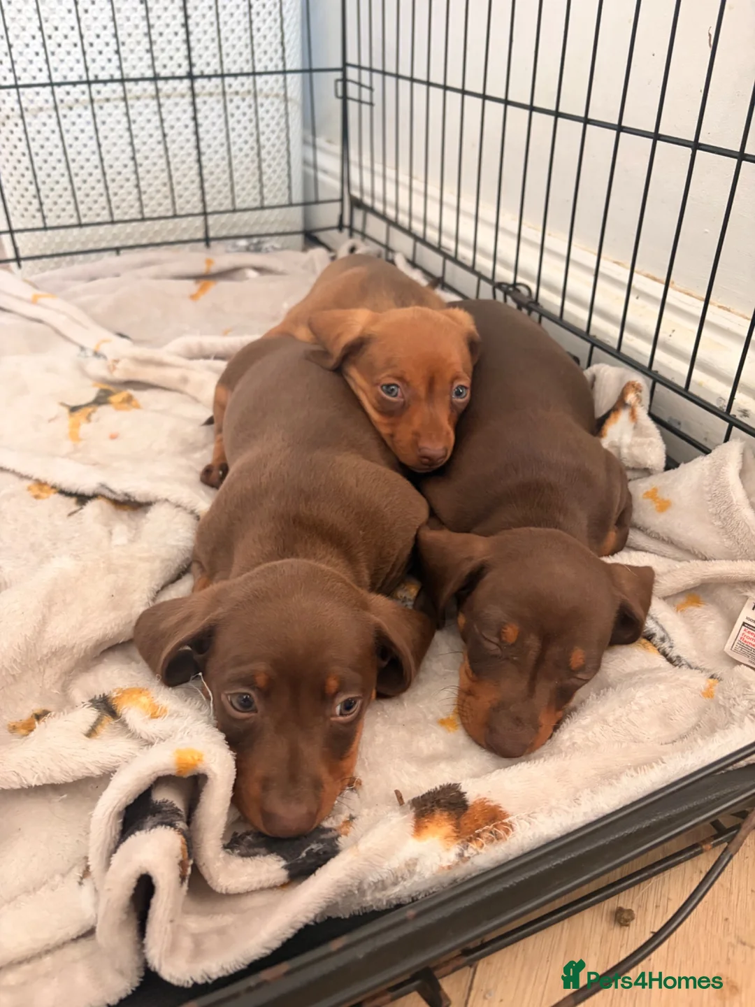 Miniature Dachshund dogs for sale: 3 miniature dachshund puppies - Advert 1