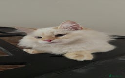 Siberian cats for sale: Adorable Neva Masquerade boys - Image 2