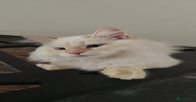 Siberian cats - Advert 5