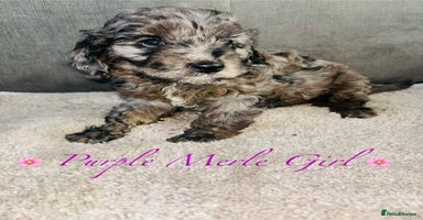 Cavapoo dogs - Advert 1