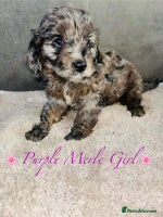 Cavapoo dogs - Advert 5