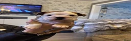 English Bulldog dogs for sale: Kc registered girl puppy - Advert 6