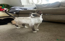 Devon Rex cats for sale: Two Devon Rex needs loving homes - adopt adoption  - Image 3