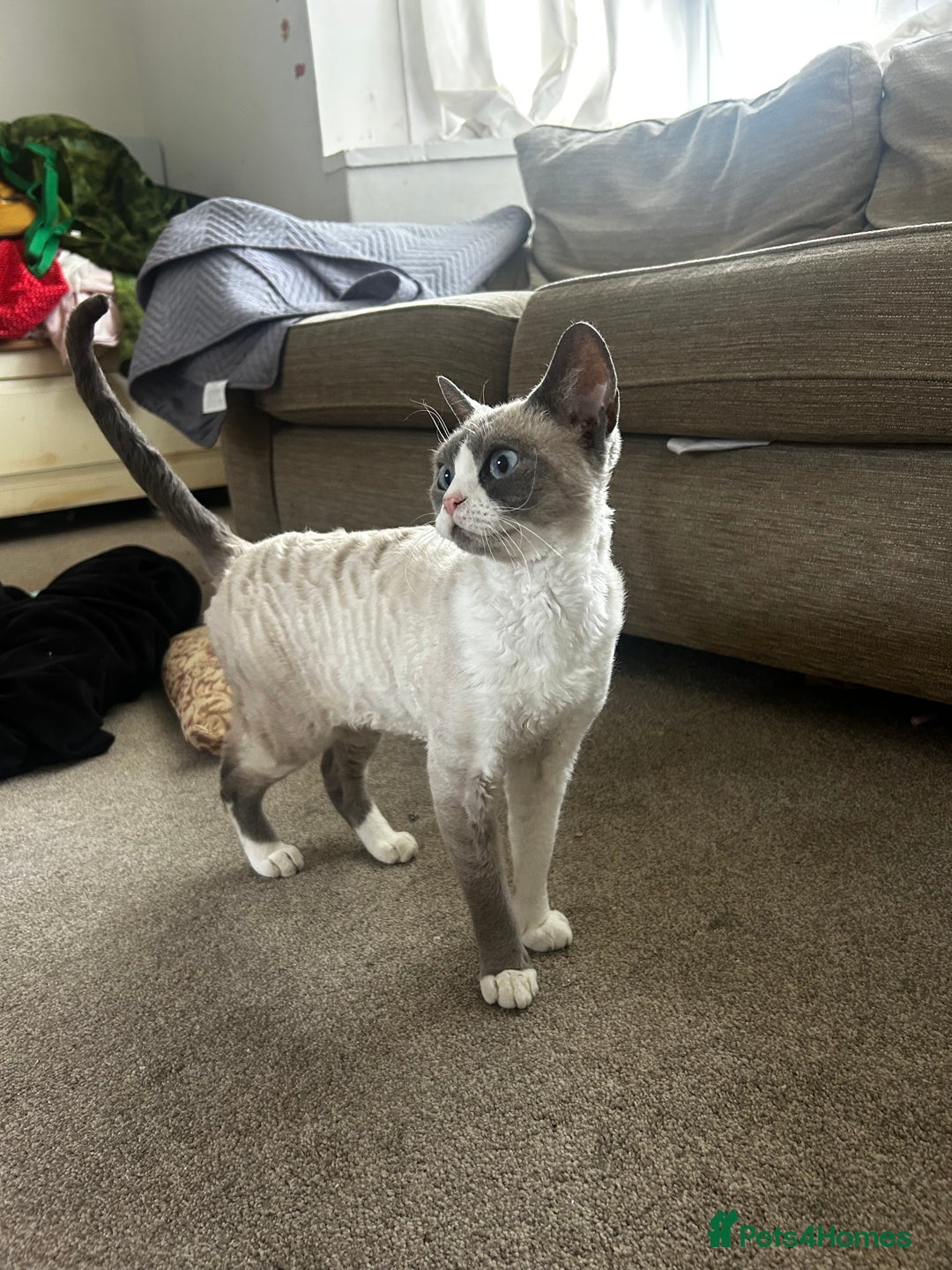 Devon Rex cats for sale: Two Devon Rex needs loving homes - adopt adoption  - Image 3