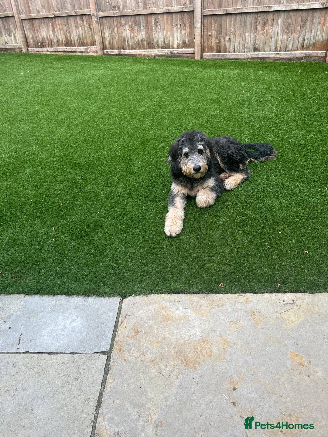 Bernedoodle dogs for sale: Bernedoodle puppy for sale  - Image 4