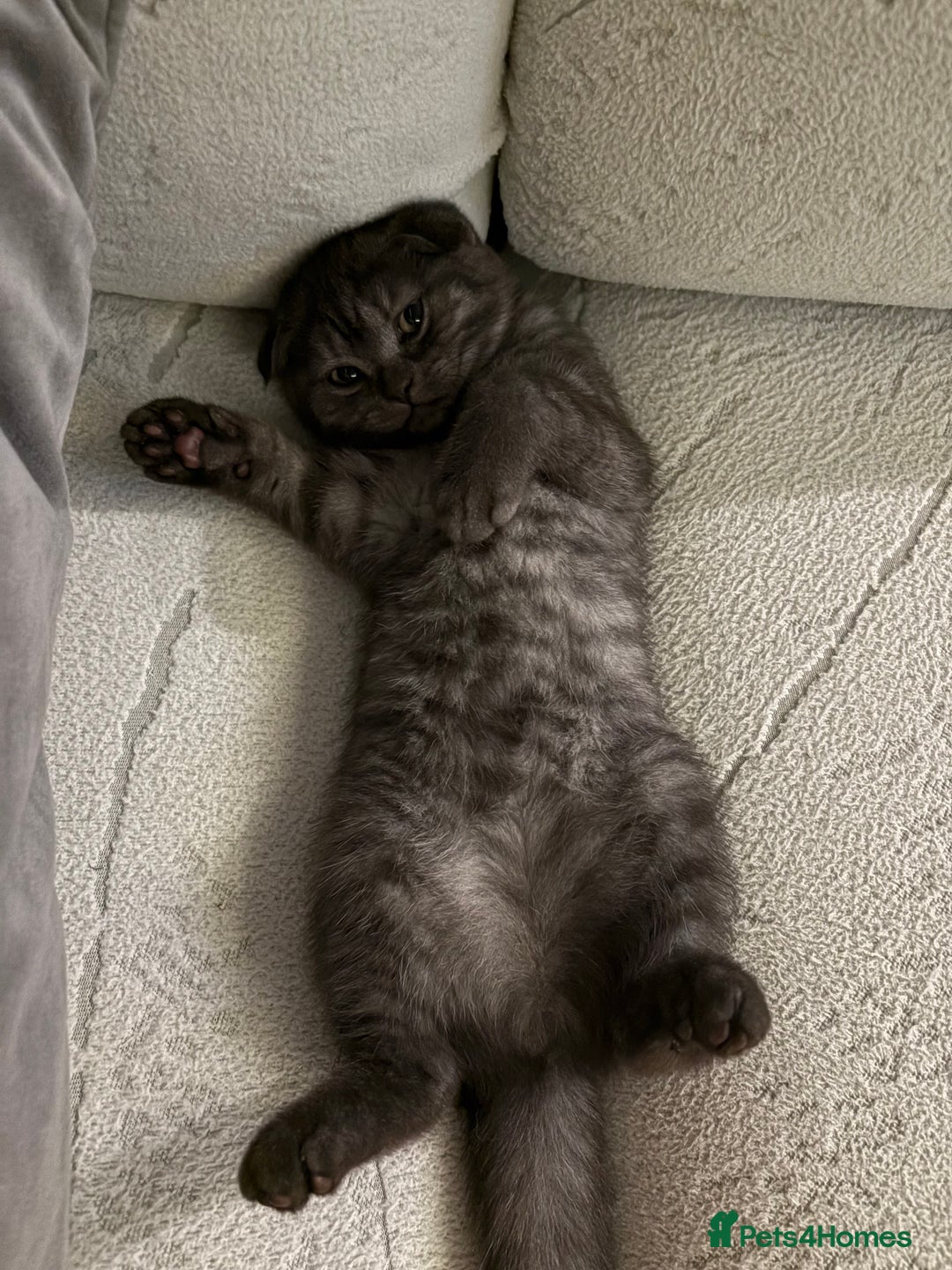 Scottish Fold cats for sale: 5 kittens Ready to find their forever homes  - Image 16