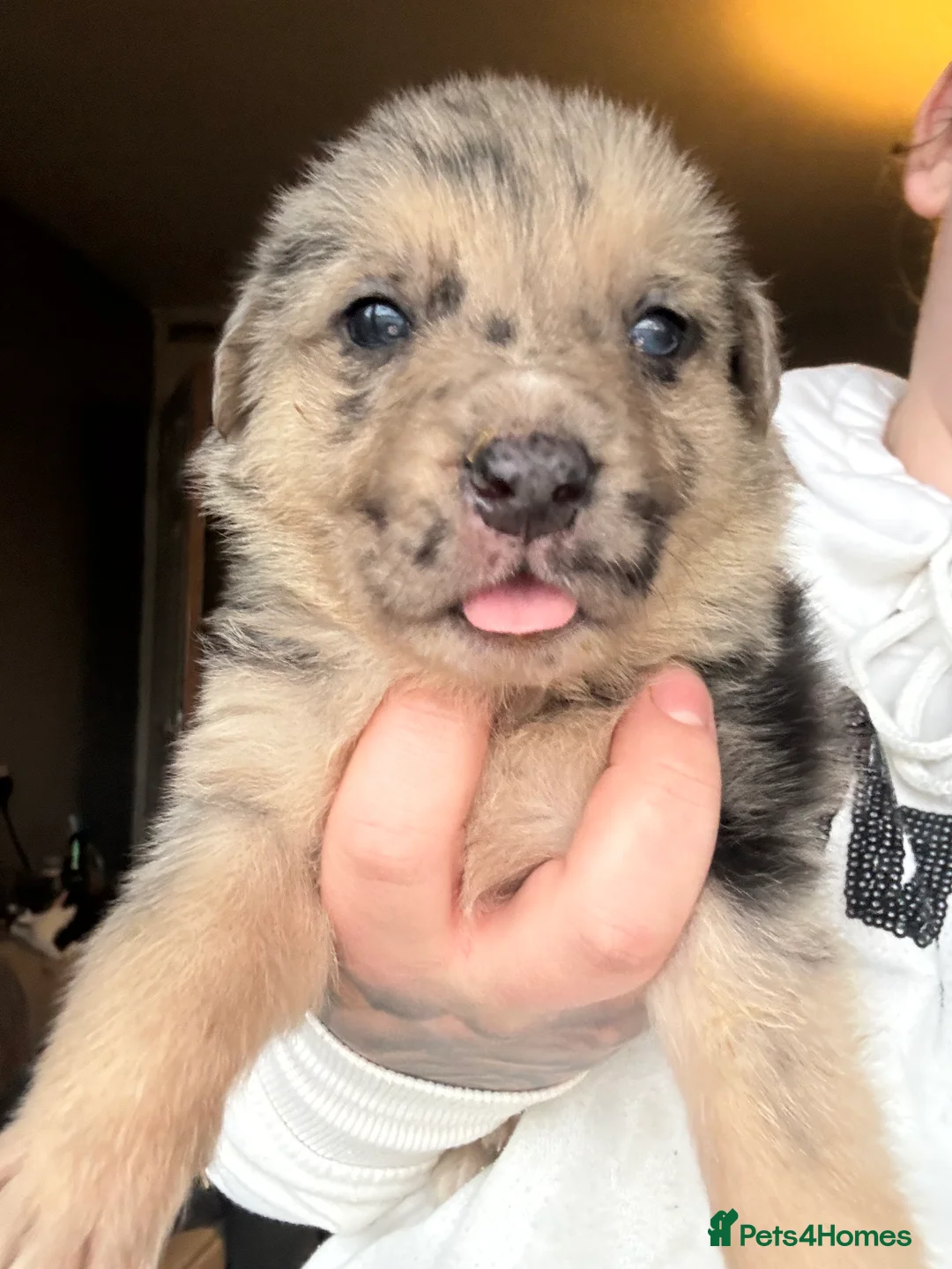 Mixed Breed dogs for sale: Beautiful staff x gsd puppies - Advert 34