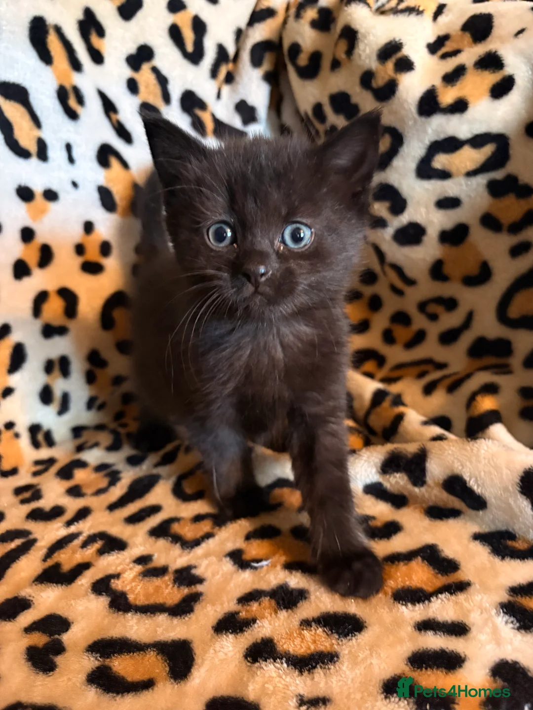 Mixed Breed cats for sale: Adorable Kittens Looking for Loving Homes! - Advert 2