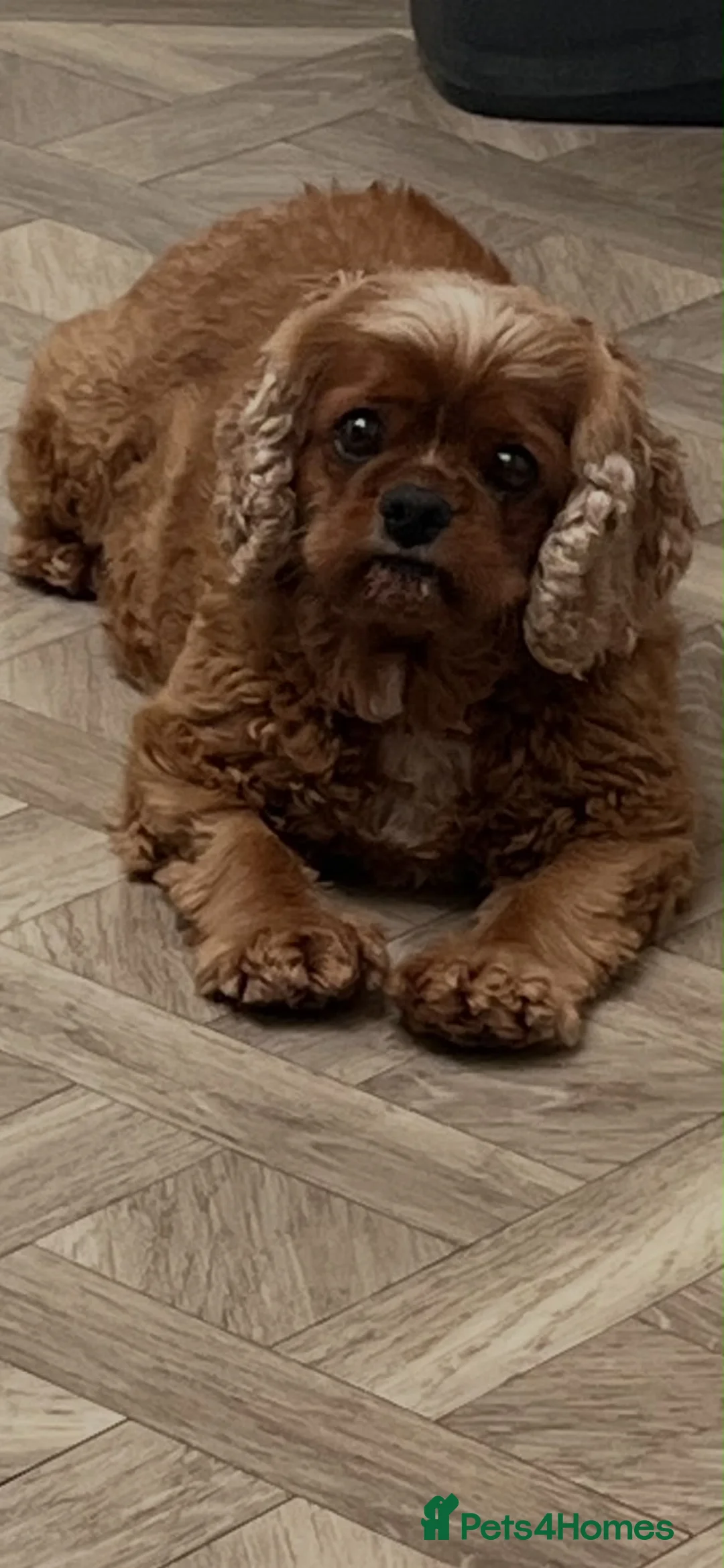 Cavalier King Charles Spaniel dogs for sale: 5 year old female spayed - Advert 1