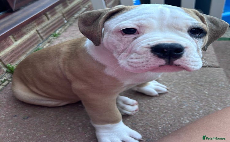 Olde English Bulldogge dogs - Advert 1
