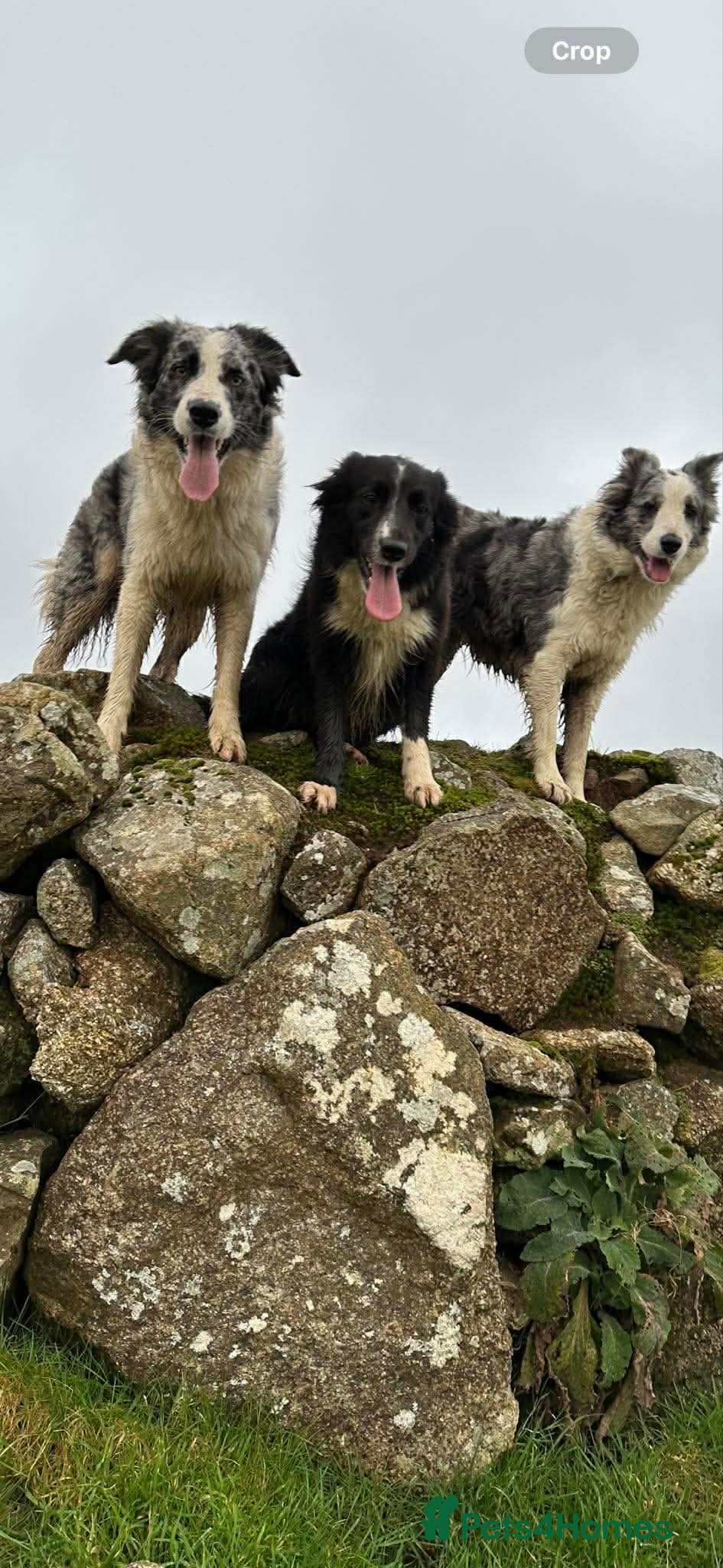 Border Collie dogs for sale: Beautiful Border Collie Puppies  - Advert 21