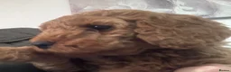 Cockapoo dogs for sale: COCKAPOO PUPPIES - Advert 13