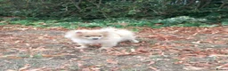Pomeranian dogs for sale: Beautiful pomeranian puppies - Advert 11