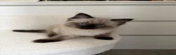 Ragdoll cats for sale: 1 male 1 female ragdoll kitten in Newcastle upon Tyne - Advert 5