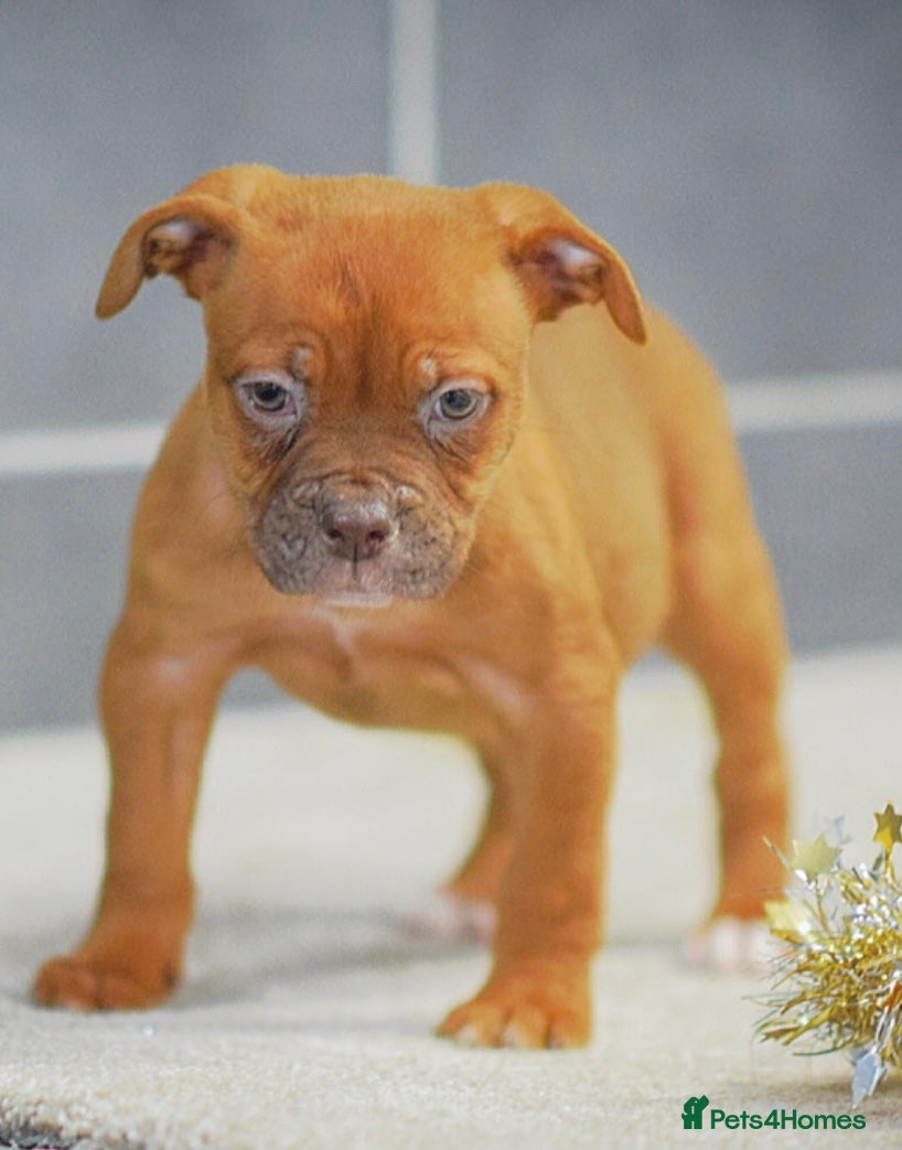 Olde English Bulldogge dogs 5⭐️COUNCIL APPROVED,LICENSED, 23 YEARS EXPERIENCE. - Advert 2