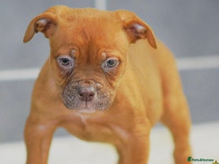 Olde English Bulldogge dogs 5⭐️COUNCIL APPROVED,LICENSED, 23 YEARS EXPERIENCE. - Advert 2