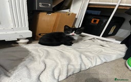 British Shorthair cats for sale: kittens for sale - Image 3