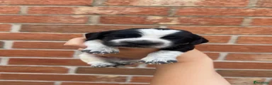 Sprocker 5