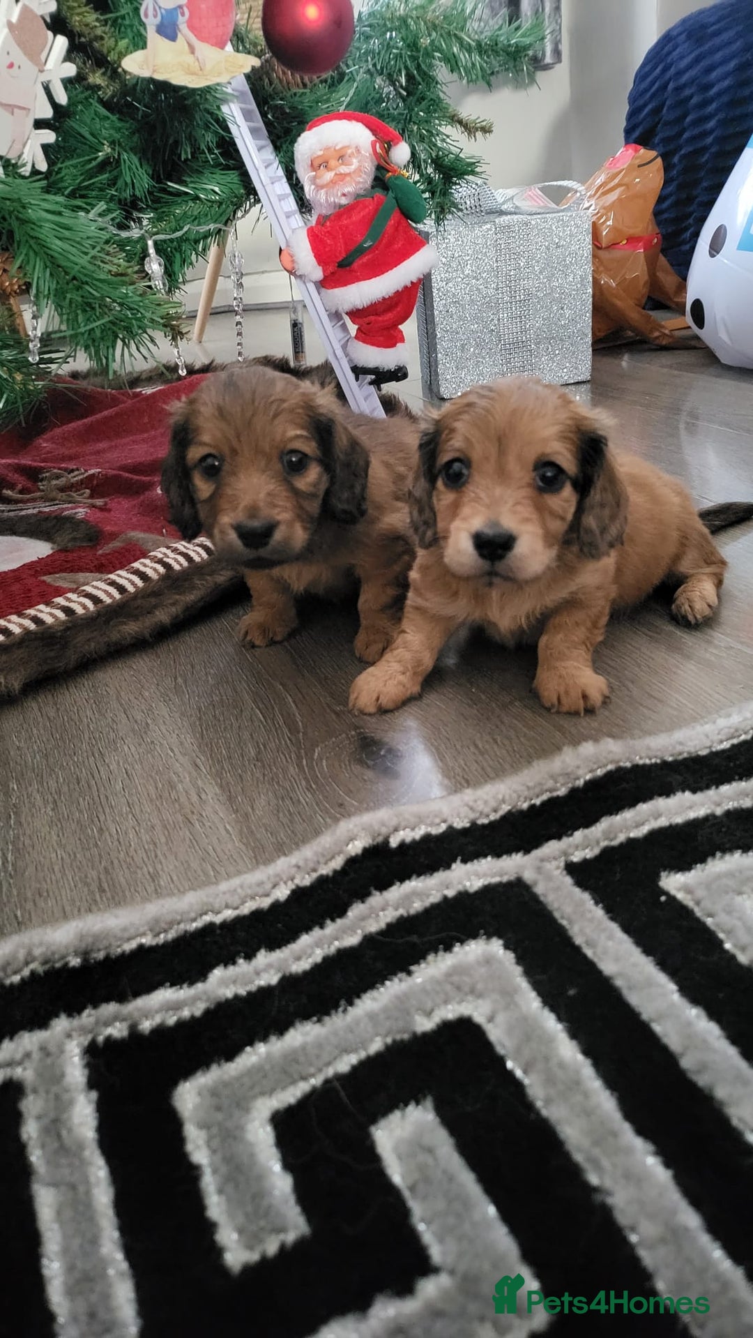 Miniature Dachshund dogs for sale: Miniature long haired daschunds  - Advert 12