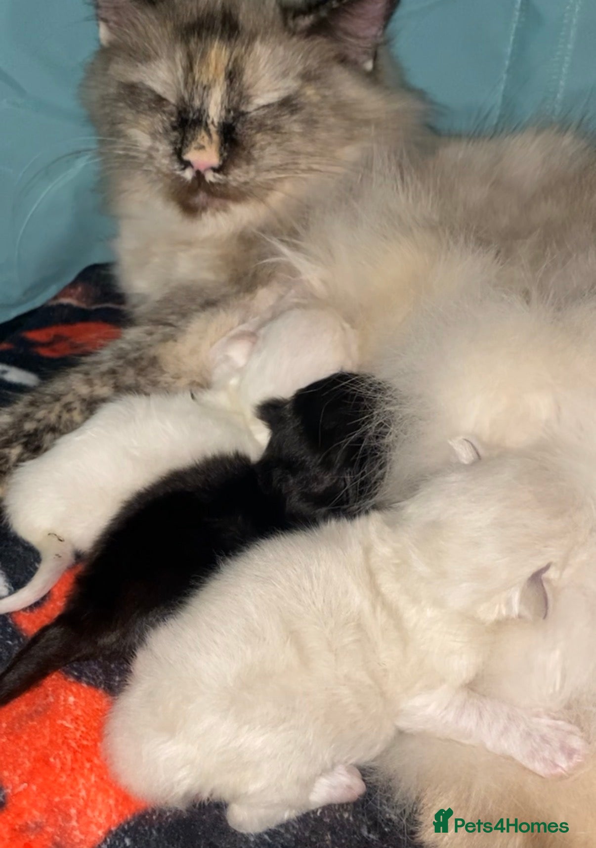 Ragdoll cats 3 Ragdoll Kittens 🤍 - Advert 3