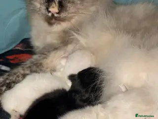 Ragdoll cats 3 Ragdoll Kittens 🤍 - Advert 3