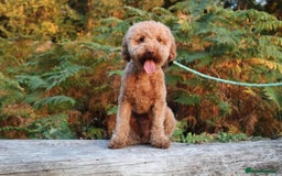 Cavapoo dogs for sale: Red & apricot health tested cavapoo puppies  - Image 14