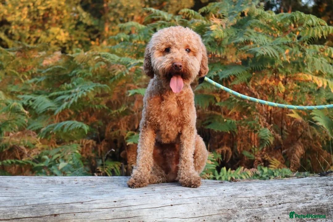 Cavapoo dogs for sale: Red & apricot health tested cavapoo puppies  - Image 14
