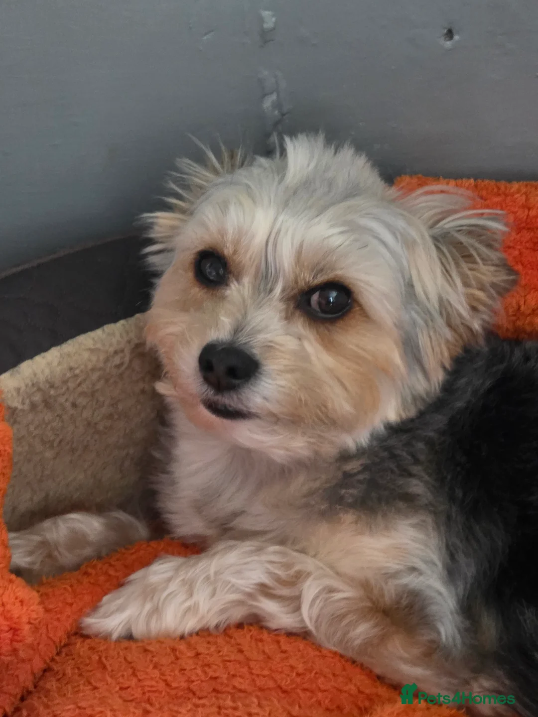 Chorkie dogs for sale: 6 yr old chorkie  in Camborne - Advert 1