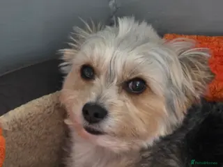 Chorkie dogs 6 yr old chorkie in Camborne - Advert 2