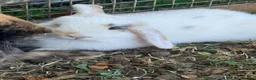 Mini Lop rabbits for sale: Pure Mini lops 6 weeks old - Advert 11
