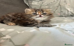 Persian cats for sale: Persian kitten still looking for her forever home  in Gateshead - Image 14