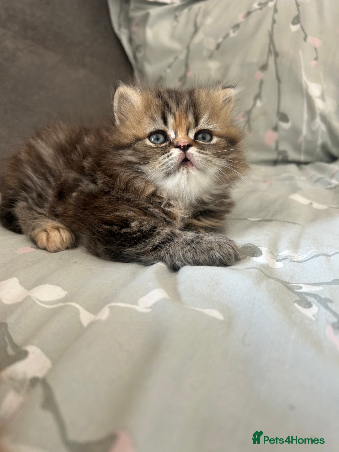 Persian cats for sale: Persian kitten still looking for her forever home  in Gateshead - Image 14