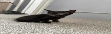 Full black kitten