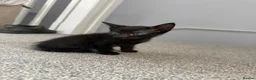 British Shorthair cats for sale: Two full black kittens - Advert 2