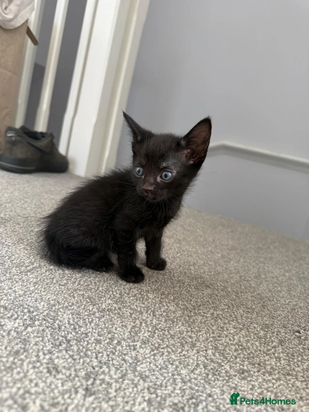 British Shorthair cats for sale: Two full black kittens - Advert 2