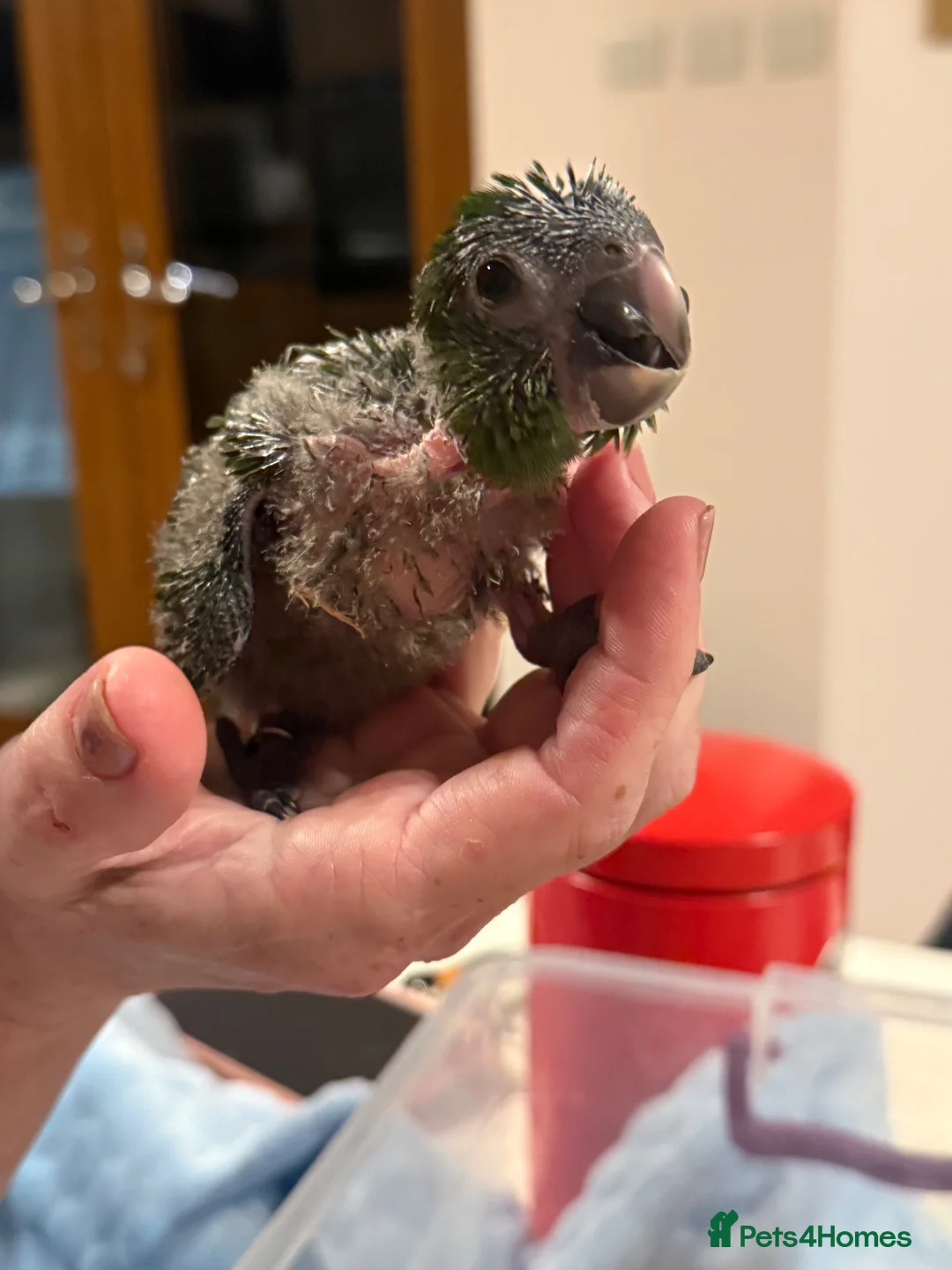 Macaws birds for sale: Hand reared silly tame hahns macaw  - Advert 2
