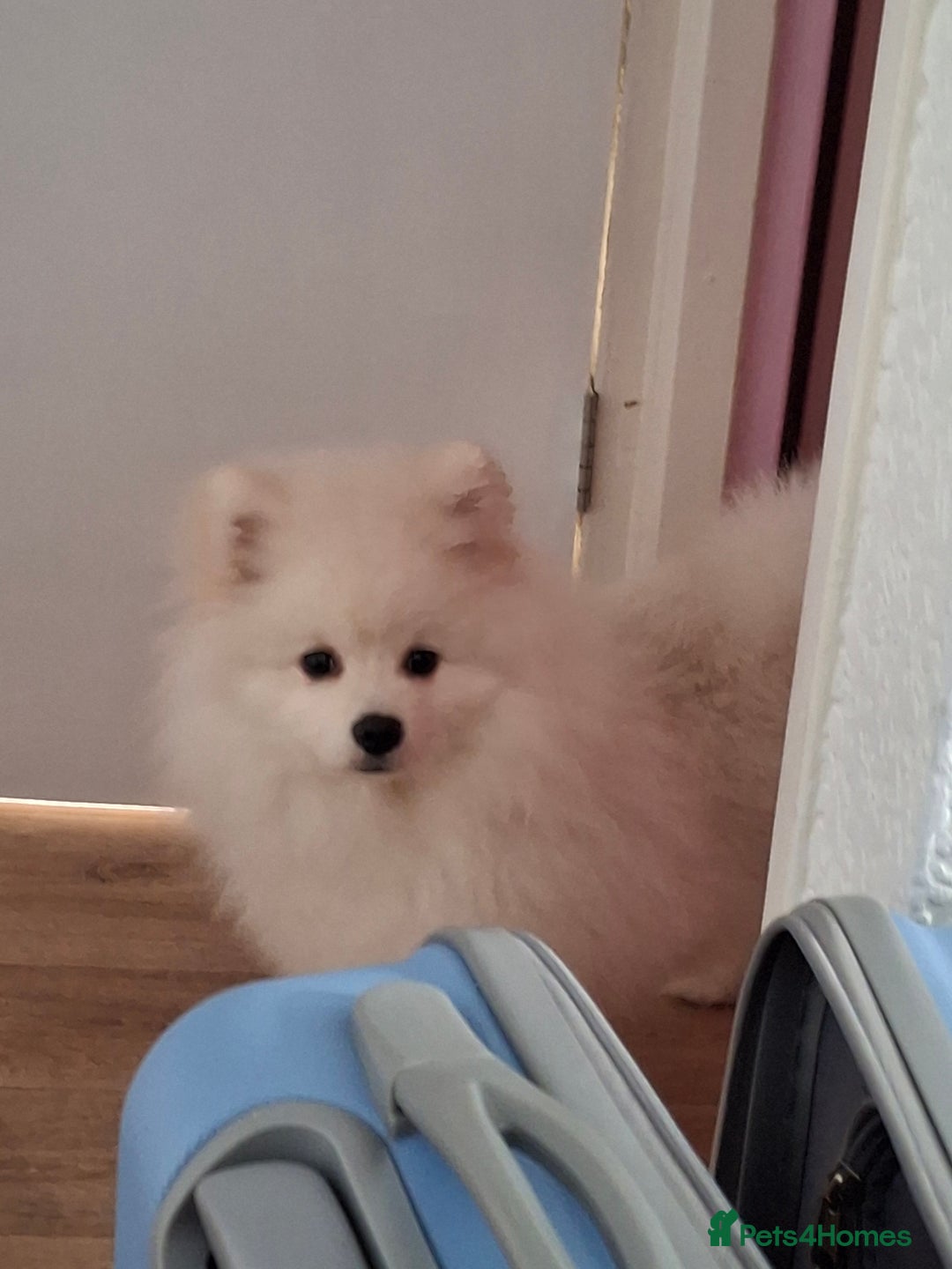 Pomeranian dogs for sale: Teddy Faced Pomeranian Puppy - Image 6