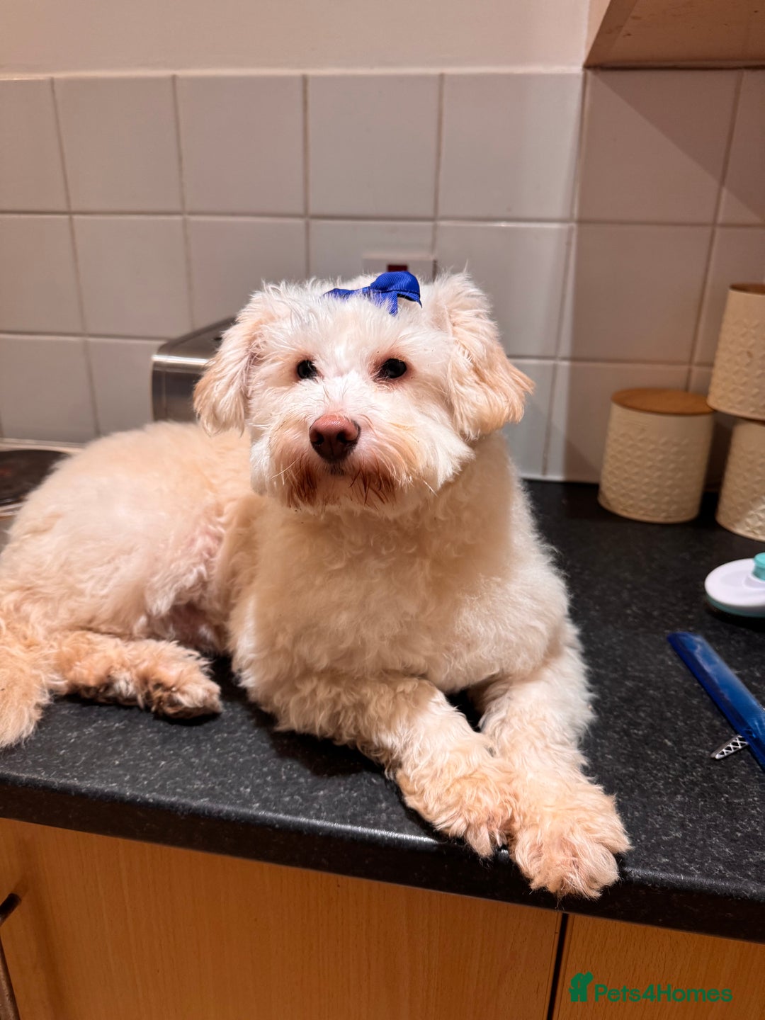 Maltipoo dogs for sale: Gorgeous Maltipoo boy  - Image 4