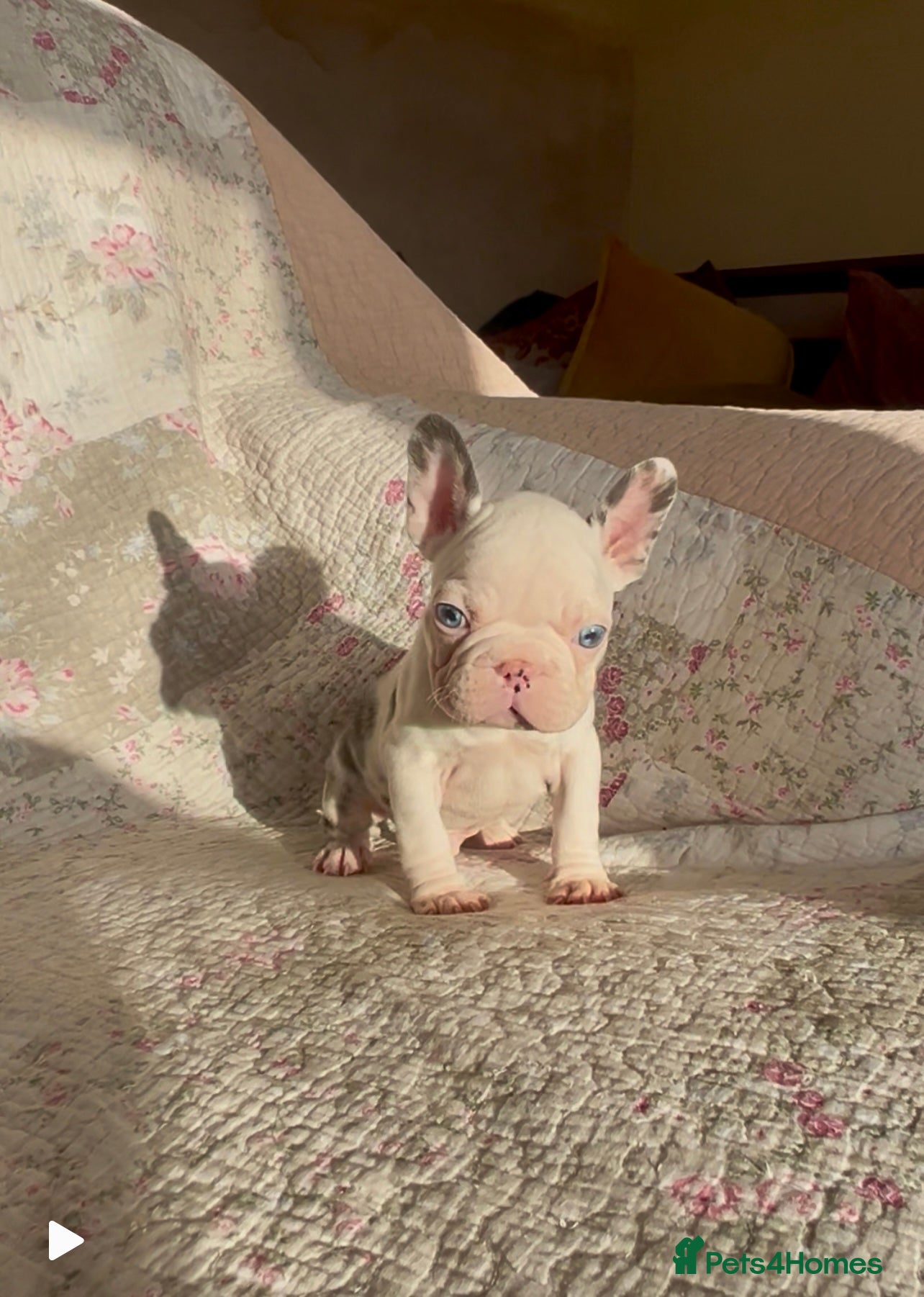 French Bulldog dogs Outstanding Frenchie Babies  - Advert 1