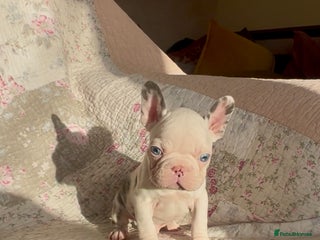 French Bulldog dogs Outstanding Frenchie Babies - Advert 3